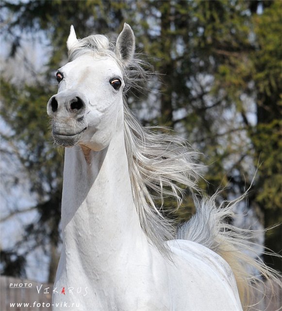 Тимур Жеребец фотография #19