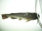 Іван Алмаші фотография #47 (источник - https://vk.com/id89643469)