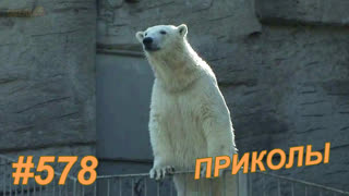 Приколы октябрь 2019 №578