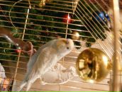 Фотография Барсук Тони