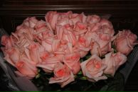 Фотография Шибаевой Светланы