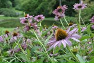 Lenka Bashirova фотография #37 (источник - https://vk.com/id3671995)