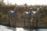 Фотография Зверевой Ирины