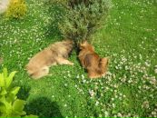 Софія Козловська фотография #33 (источник - https://vk.com/id31239202)