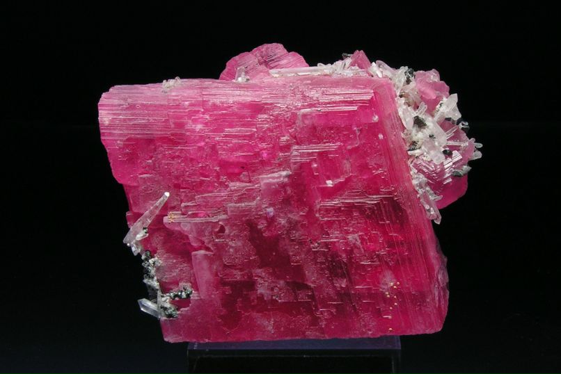 Лев Августский фотография #15