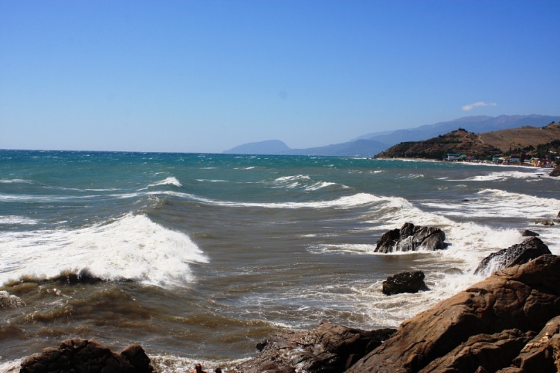 Phasma Morulus фотография #13