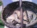 Богдана Сопіженко фотография #15 (источник - https://vk.com/id144770772)
