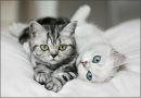 Фотография Community Zena