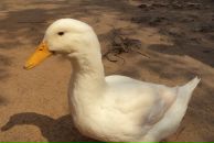 Фотография Зиновьева Сергея