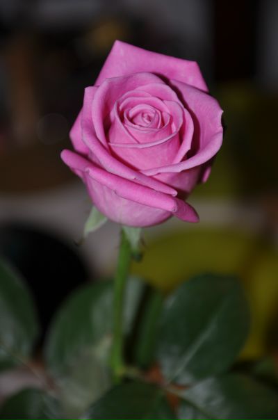 Ольга Синенко фото №12