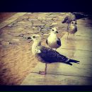 Милена Бабаян фотография #7 (источник - https://vk.com/id26797)