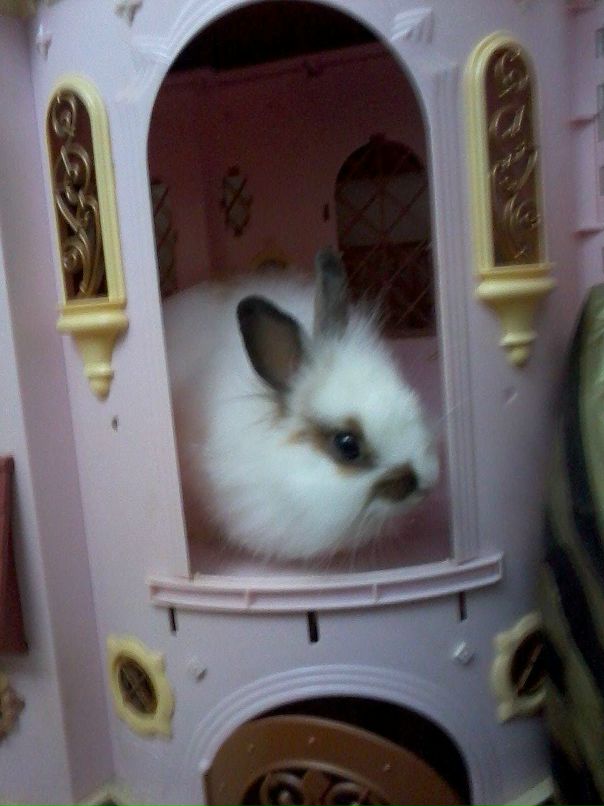 Shnyfel @) фотография #20