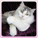 Стефан Ніколевський фотография #18 (источник - https://vk.com/id138011441)