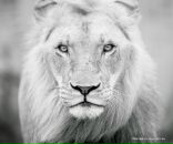 Фотография Чижмак Оксаны