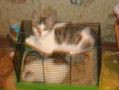 Фотография Корнеевой Ники